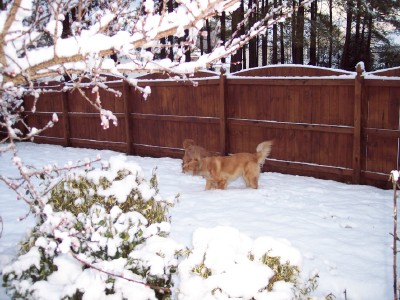 Pups enjoying the snow in the backyard